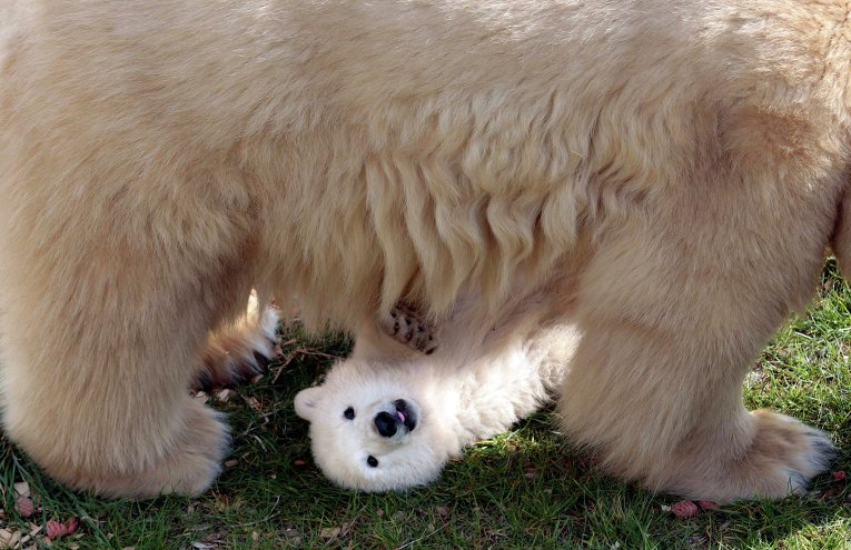 Белый медвежонок со своей мамой в зоопарке Marineland в Антибе