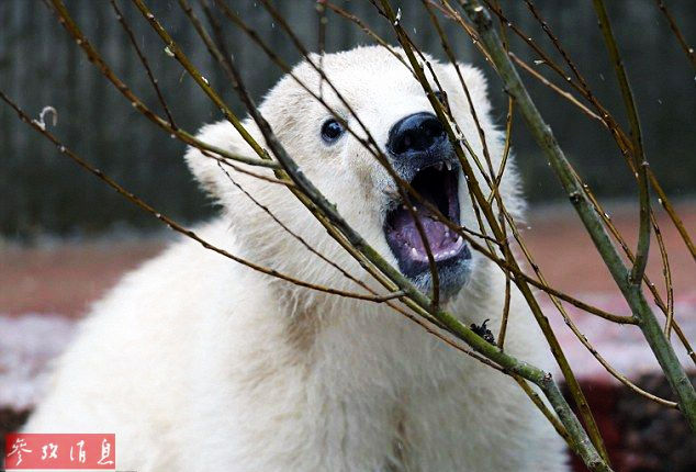Малый полярный медведь, любящий есть снег