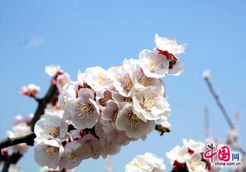 Десять лучших весенних цветов Пекина