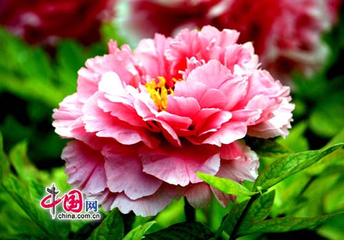 Десять лучших весенних цветов Пекина