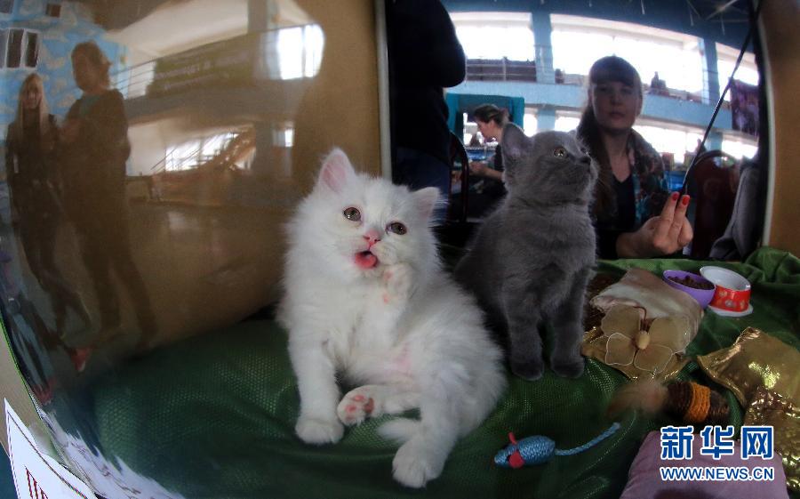 5-ая международная выставка кошек в Кыргызстане