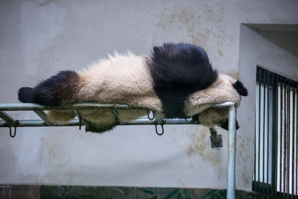 Панды из г. Ханчжоу демонстрируют во сне позы высокого уровня сложности