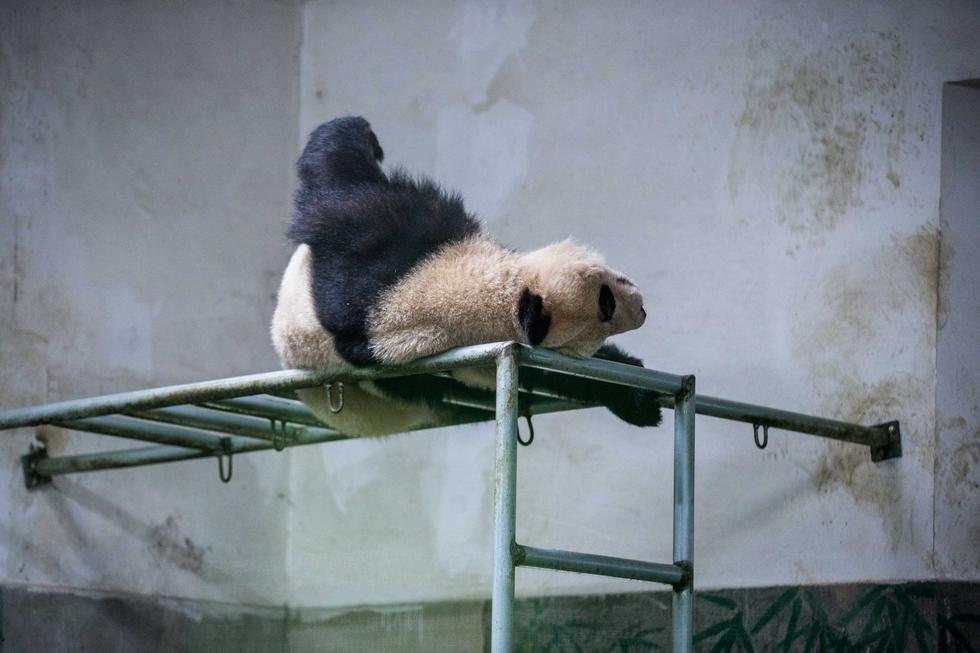 Панды из г. Ханчжоу демонстрируют во сне позы высокого уровня сложности
