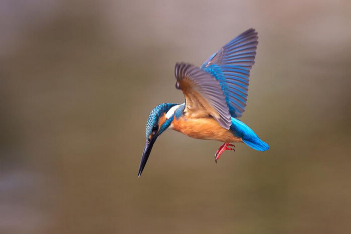 Красота голубого зимородка