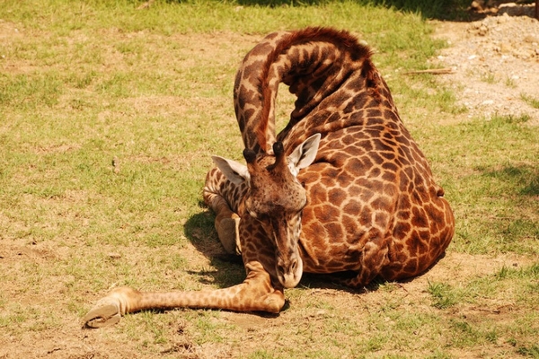 Спящие жирафы
