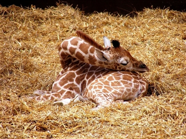 Спящие жирафы