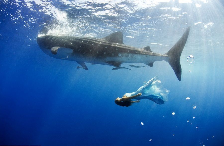 Фотомодели плавают с акулами 