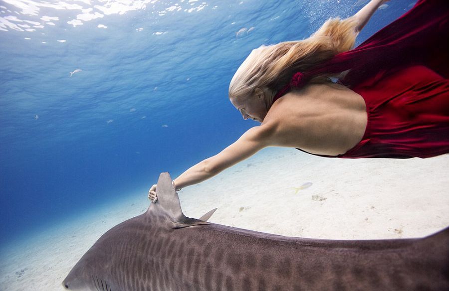 Фотомодели плавают с акулами 
