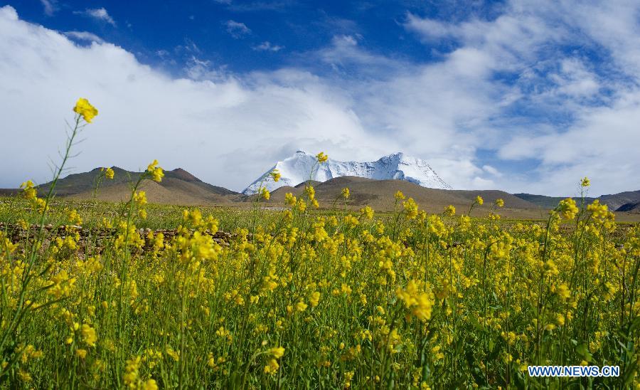 （新华网）（1）西藏：油菜花香深山里