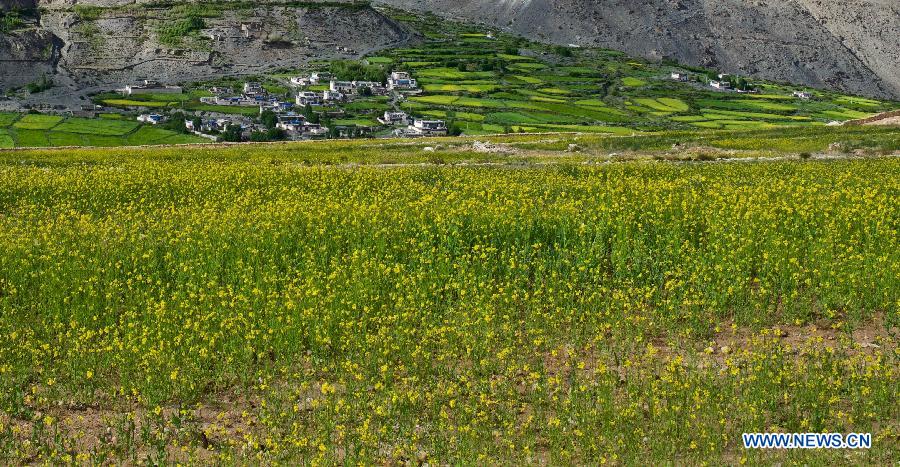 （新华网）（2）西藏：油菜花香深山里