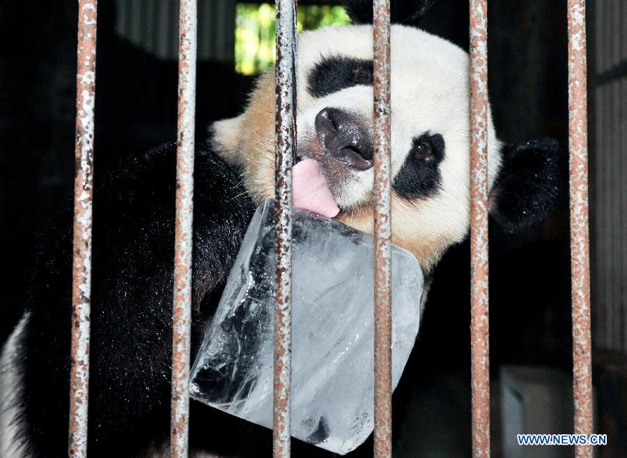 （晚报）（1）大熊猫享清凉 