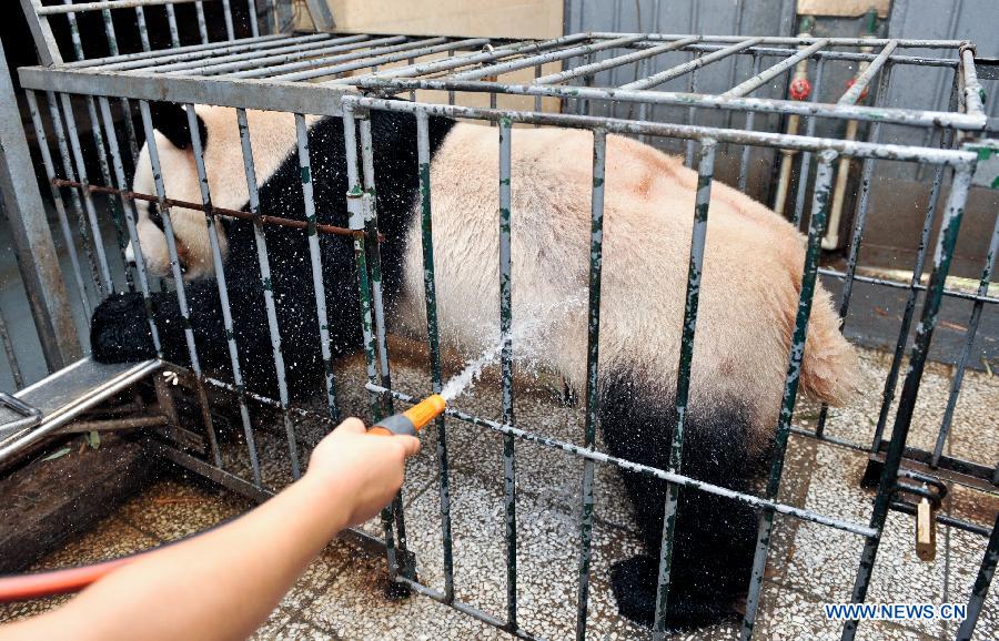 （晚报）（2）大熊猫享清凉 