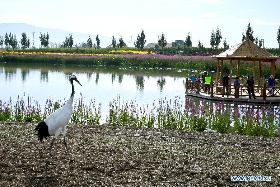 #（大江大河）（2）张掖国家湿地公园生态美