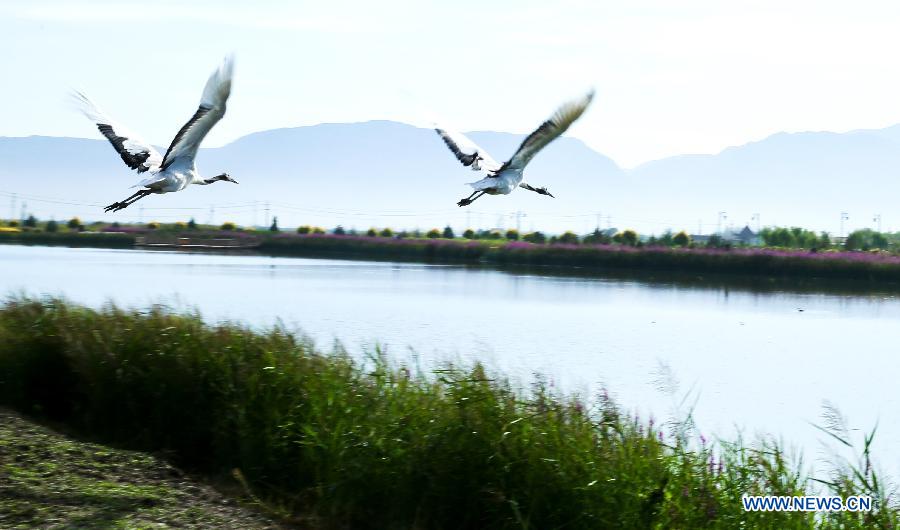 #（大江大河）（4）张掖国家湿地公园生态美