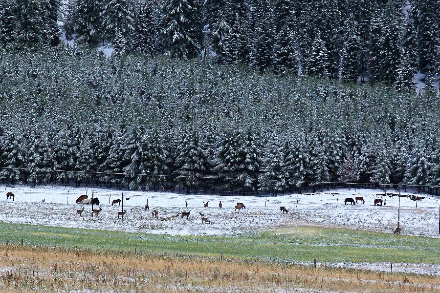 #CHINA-XINJIANG-HAMI-SNOW(CN)