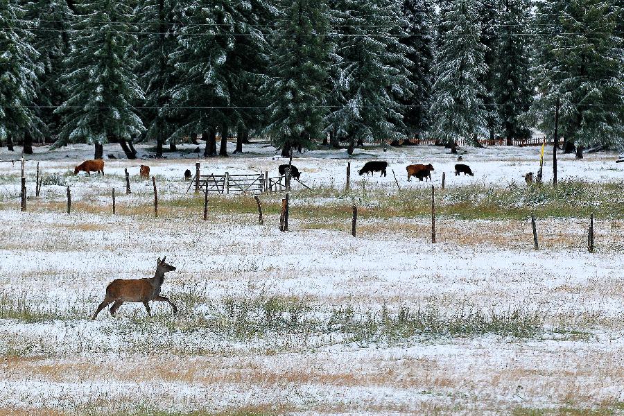 #CHINA-XINJIANG-HAMI-SNOW(CN)