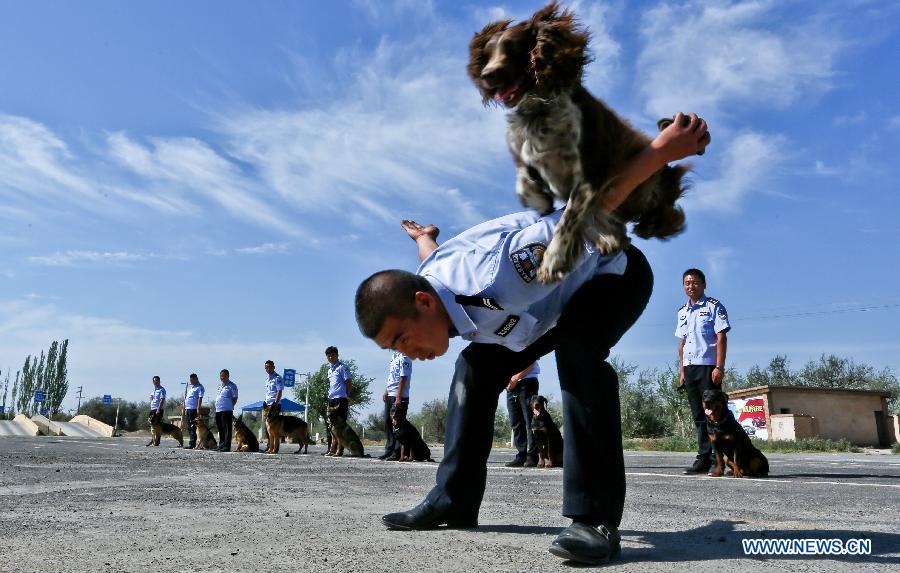 #（社会）（3）警犬实战演练显本领