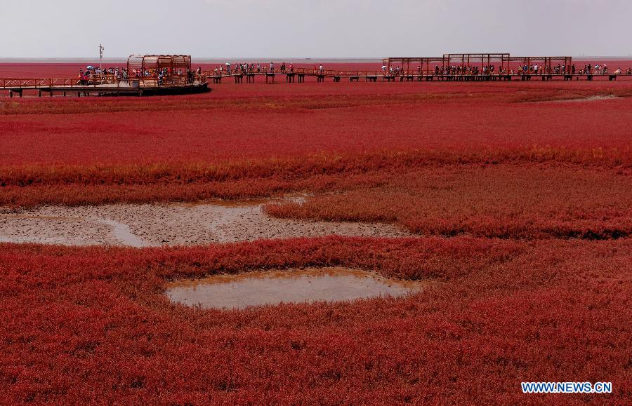 （晚报）（2）红海滩：大自然孕育的一道奇观