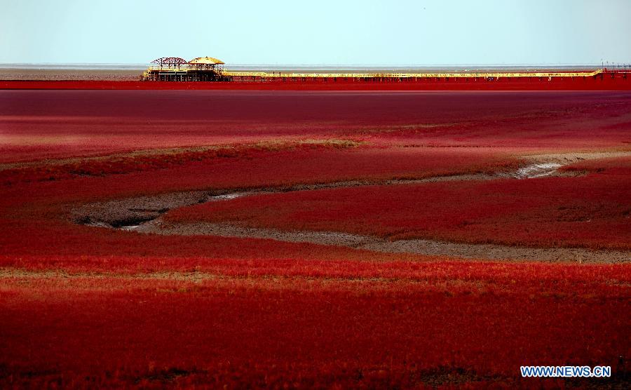 （晚报）（3）红海滩：大自然孕育的一道奇观