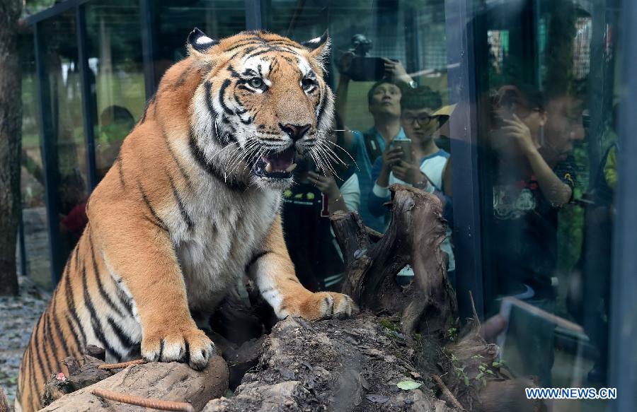 （晚报）（1）云南野生动物园建玻璃通道与老虎近距离“接触”