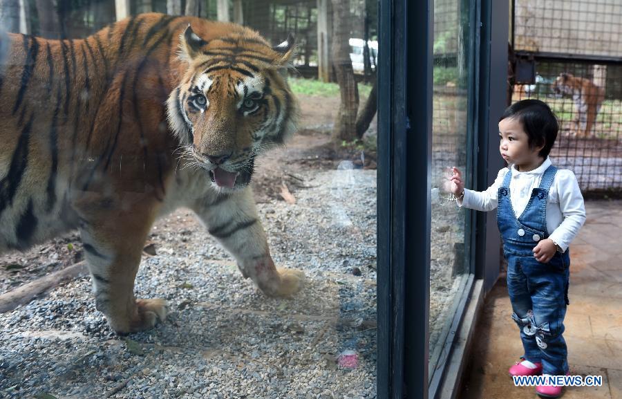 （晚报）（2）云南野生动物园建玻璃通道与老虎近距离“接触”