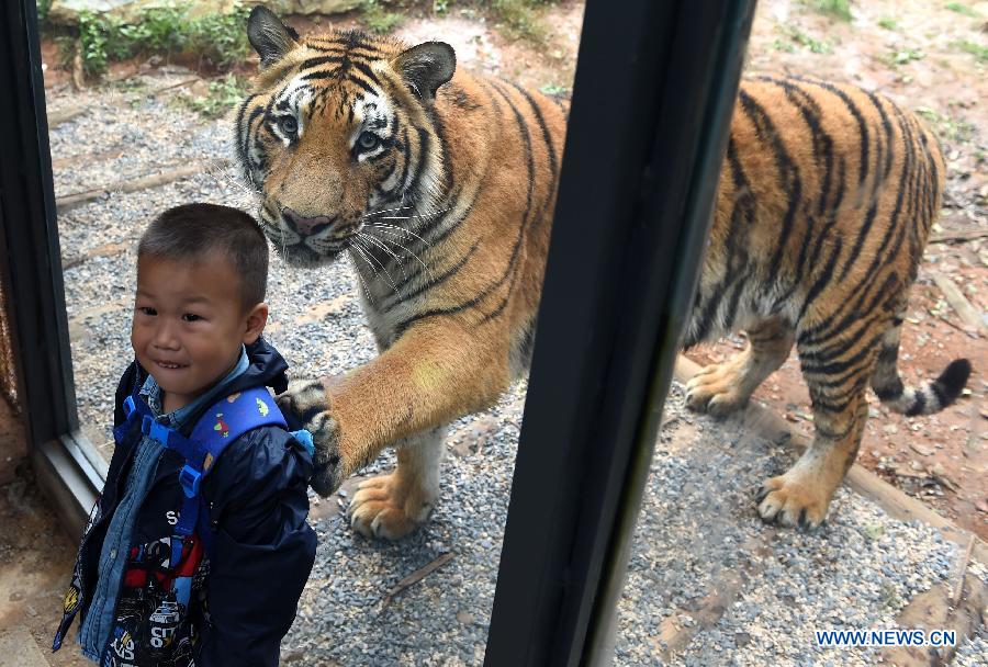 （晚报）（3）云南野生动物园建玻璃通道与老虎近距离“接触”