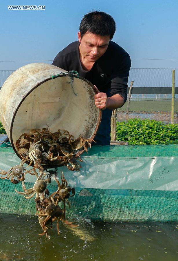 #CHINA-JIANGSU-HONGZE-HAIRY CRAB SEASON (CN)