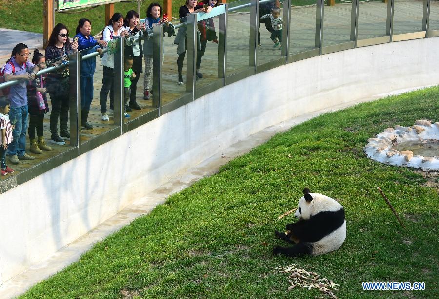 （晚报）（2）黄金周里赏熊猫