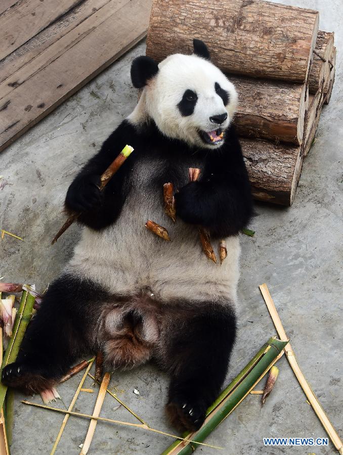 （晚报）（3）黄金周里赏熊猫