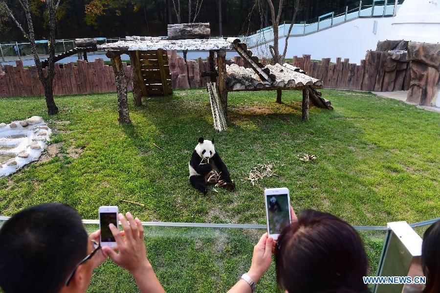 （晚报）（1）黄金周里赏熊猫