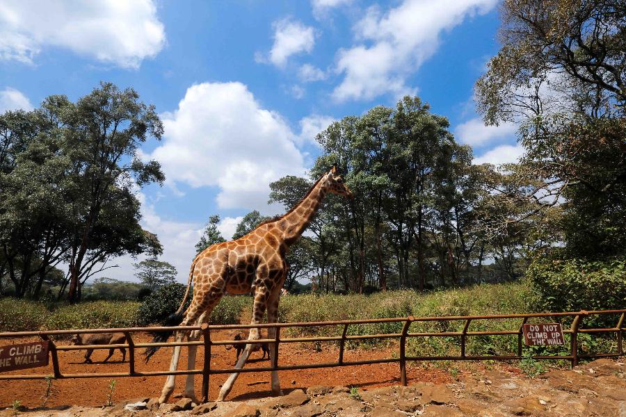 KENYA-NAIROBI-ENVIRONMENT-GIRAFFE CENTER