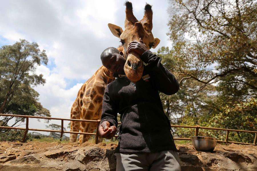 KENYA-NAIROBI-ENVIRONMENT-GIRAFFE CENTER