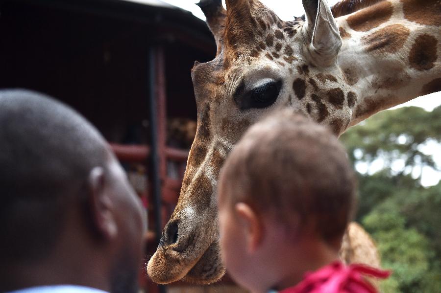 KENYA-NAIROBI-ENVIRONMENT-GIRAFFE CENTER