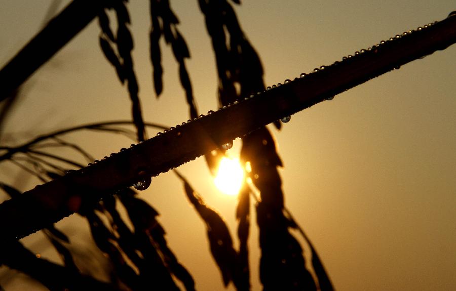 #CHINA-JIANGXI-RICE FIELDS (CN)