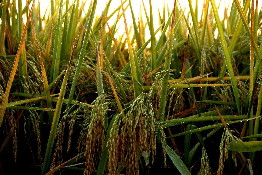 #CHINA-JIANGXI-RICE FIELDS (CN)