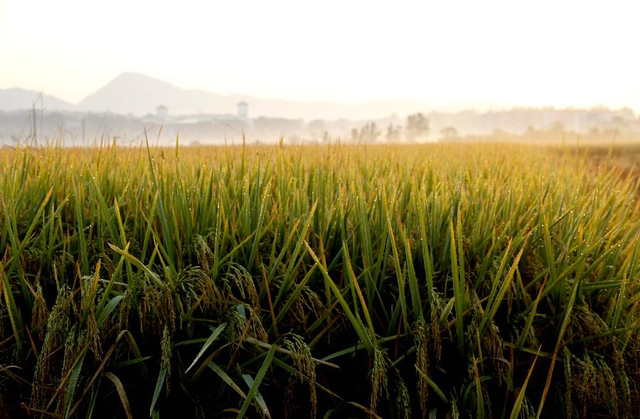 #CHINA-JIANGXI-RICE FIELDS (CN)