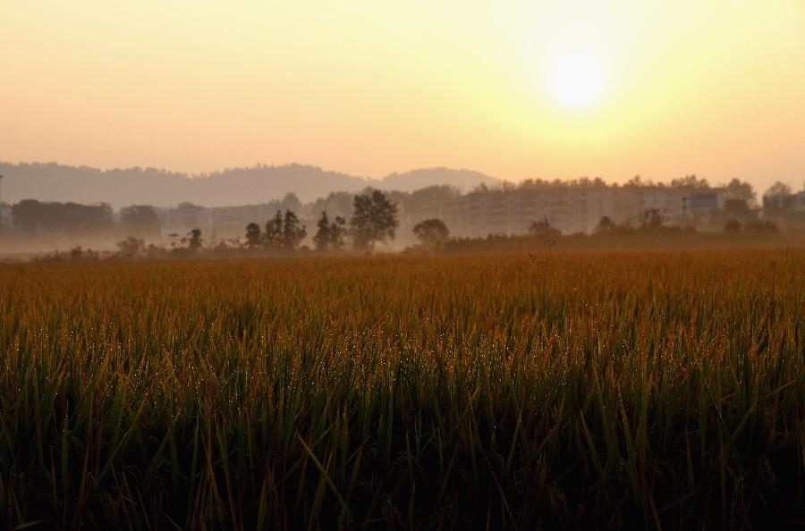 #CHINA-JIANGXI-RICE FIELDS (CN)