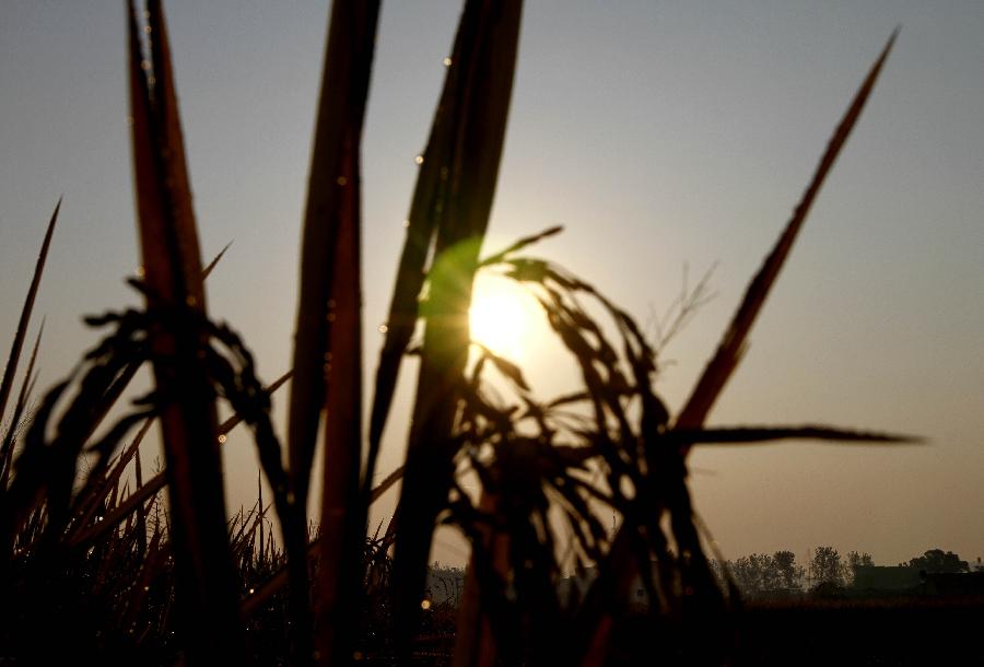 #CHINA-JIANGXI-RICE FIELDS (CN)