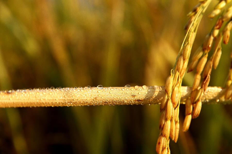 #CHINA-JIANGXI-RICE FIELDS (CN)