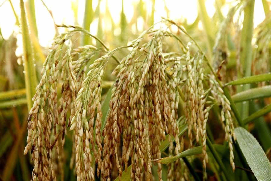 #CHINA-JIANGXI-RICE FIELDS (CN)