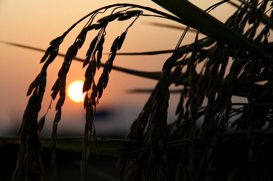 #CHINA-JIANGXI-RICE FIELDS (CN)