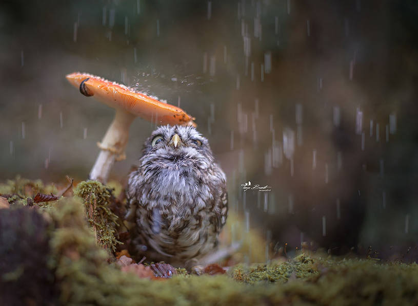 一只在蘑菇底下避雨的猫头鹰
