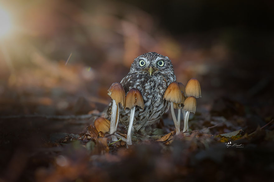 一只在蘑菇底下避雨的猫头鹰