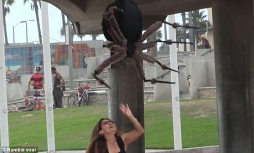 惊叫连连 实拍妹子街角偶遇巨型“蜘蛛”险被吓尿裤子