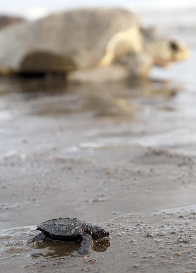 （国际）（1）新生小海龟