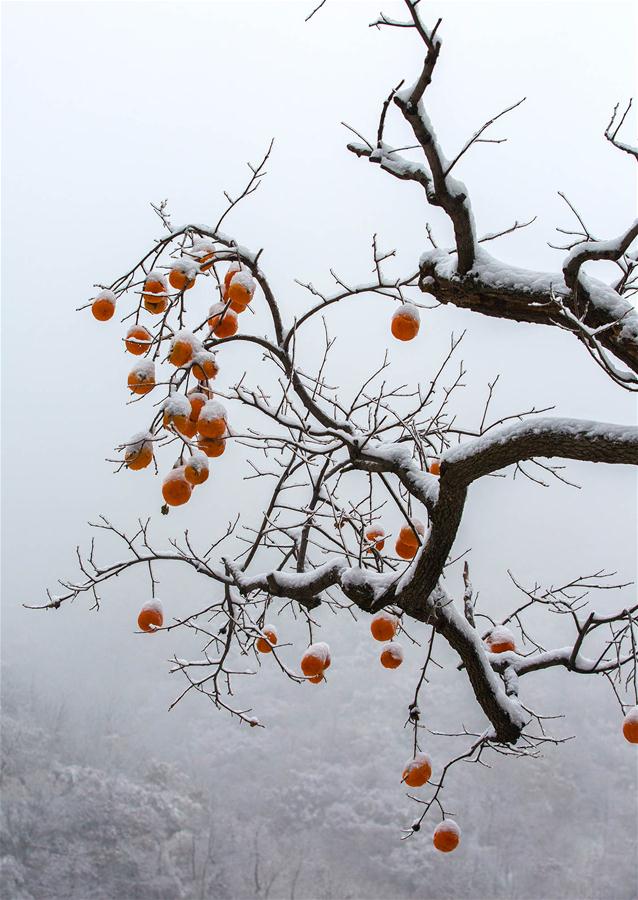 #CHINA-TIANJIN-SNOW SCENERY (CN)