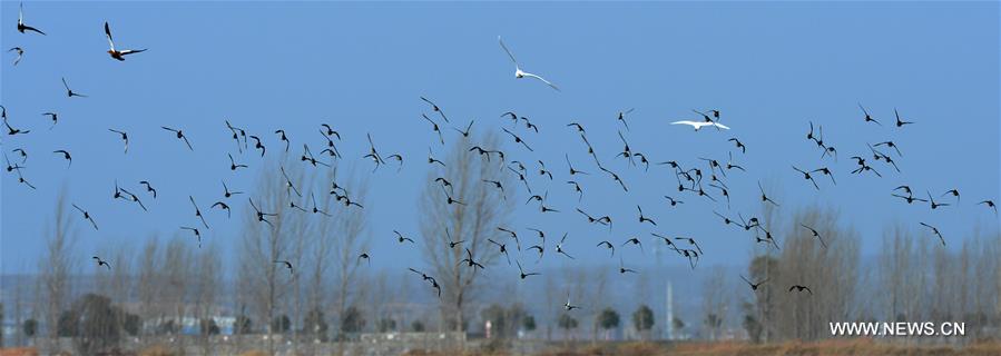 （生态）（3）黄河湿地群鸟舞