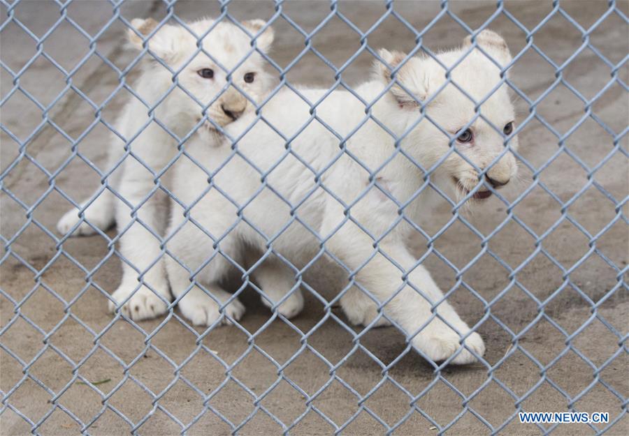 （XHDW）（1）多伦多动物园白狮四胞胎亮相