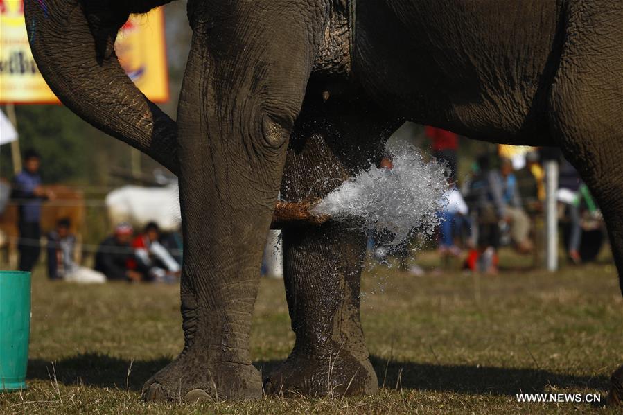 （国际）（2）尼泊尔大象节