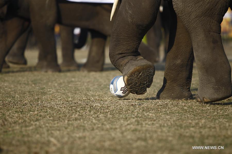 （国际）（5）尼泊尔大象节